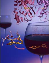 Compounds found in red wine