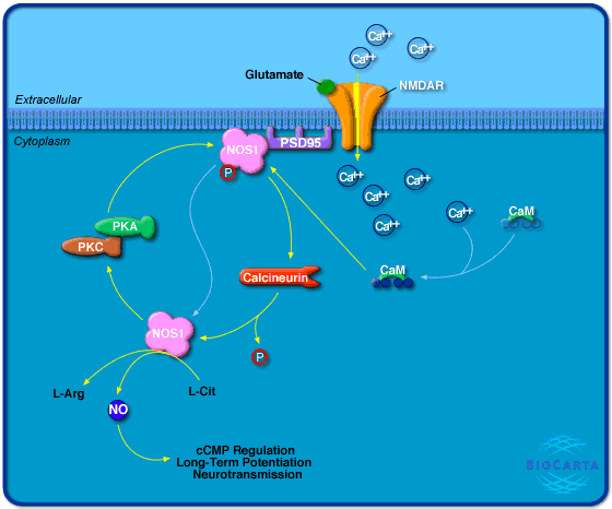 h_nos1Pathway