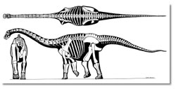 Rapetosaurus skeleton; caption is below