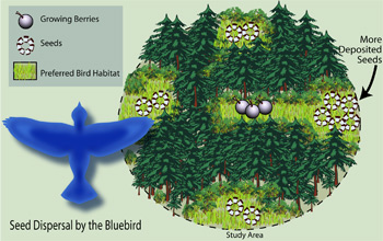 Seeds were more often found in the central clearings of connected patches than in isolated ones.