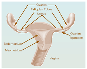 uterus