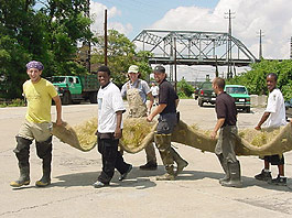 A group of Bronx River volunteers carrying Spartina mats down to the Cement