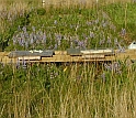 A bench allows scientists to take samples from the center of an experimental plot.