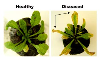 Arabidopsis