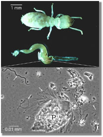 Termite, gut and microscopic image, caption is below