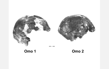 Skulls from the Omo River in Ethiopia.