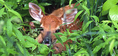 Fawn in CVNP. Photo by Tom Jones.