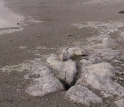 Norris Geyser Basin.