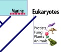 The Tree of Life is currently divided into three kingdoms, bacteria, archaea and eukaryotes.