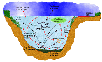 Aquatic Food Web