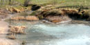 Bubbling carbonated waters of Sulphur Springs Lake near Soda Springs in Southeastern Idaho.