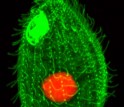 <i> Tetrahymena</i> stained with flourescent dye shows locations of microtubules.