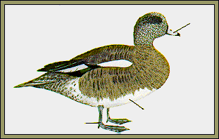 GIF -- Picture of Male Wigeon-Fall
