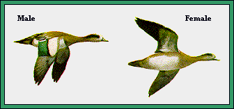 GIF -- Picture of Wigeons in Flight