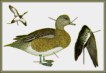 GIF -- Picture of Female Wigeon
