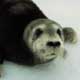 Bearded Seal