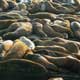 California Sea Lion