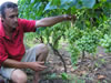 Nikolay Choropita shows Crimean table grapes bunches