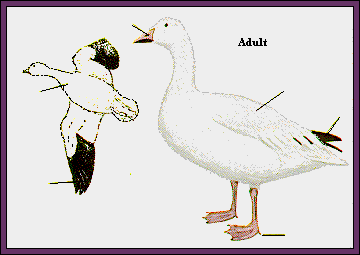 GIF -- Picture of Adult Snow Goose