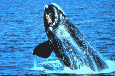 north atlantic right whale breaching