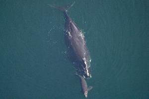 aerial view of North Atlantic right whale off Florida coast