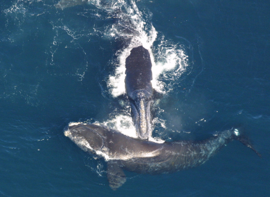 two north atlantic right whales