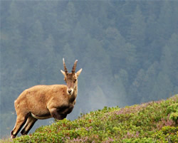 Ibex (similar to a deer) standing on the edge of a cliff in the mountains