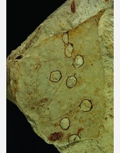 During a warming spike more than 55 million years ago, insects chewed large holes in this leaf.