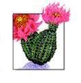 Image of cactus - link to cactus page