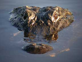 Alligator head poking out of water