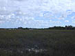 photo of freshwater marl prairie landscape