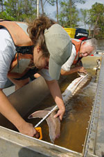 Measuring the sturgeon.  Meghan Langley, SCA Intern, is measuring a Gulf sturgeon within the holding tank with the assistance of Frank Parauka, USFWS.  Photo by Paul A. Lang/USFWS