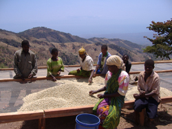 Women sort out coffee beans after drying at the community central pulpery unit location in southern Tanzania’s Nyoni village.