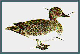 GIF -- Picture of Male Green-winged Teal-Fall