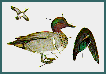 GIF -- Picture of Male Green-winged Teal-Winter