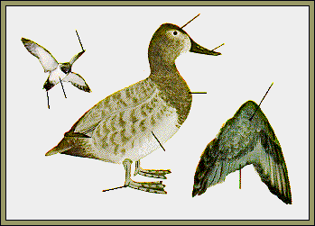 GIF -- Picture of Female Canvasback