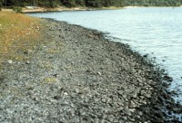 The sediment along the shoreline of Ashumet Pond, Cape Cod, MA, before the installation of the permeable reactive barrier. The black color of the sediment is the result of manganese in the plume precipitating to manganese oxide when ground water with very little dissolved oxygen encounters the oxygen rich pond water