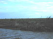 photo of sugarcane field at twilight