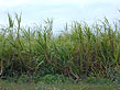 close-up photo of sugarcan stalks