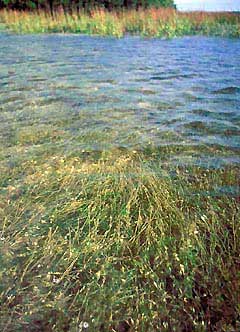Submerged aquatic vegetation - SAV