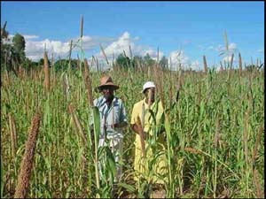 Photo: Mr. and Mrs. Chidavarume are subsistence farmers growing millet in Zimbabwe’s dry southern province of Masvingo.