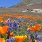 A field of California Poppies and other widflowers