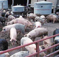 Large farms that raise livestock are often referred to as concentrated feeding operations