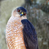 close up photo of a hawk, head cocked to one side