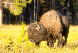 Buffalo in the summer grasses