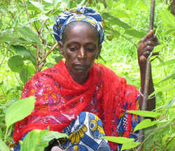 Mampatim resident Fatoumata Dembo digs for the wild sweet root inyam, or ‘nyambi’ in the Pulaar language.