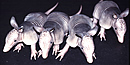 Young armadillos at night.