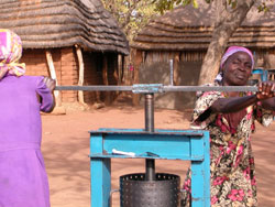 Women use a press to extract oil from the lulu nuts.
