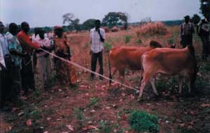 Photo: Godfrey Omony brings bulls to fellow farmers in Gulu District, Uganda as part of USAID program.