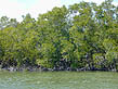 photo of mangroves